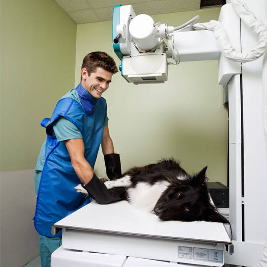 Mwi Veterinary Supply Catalog