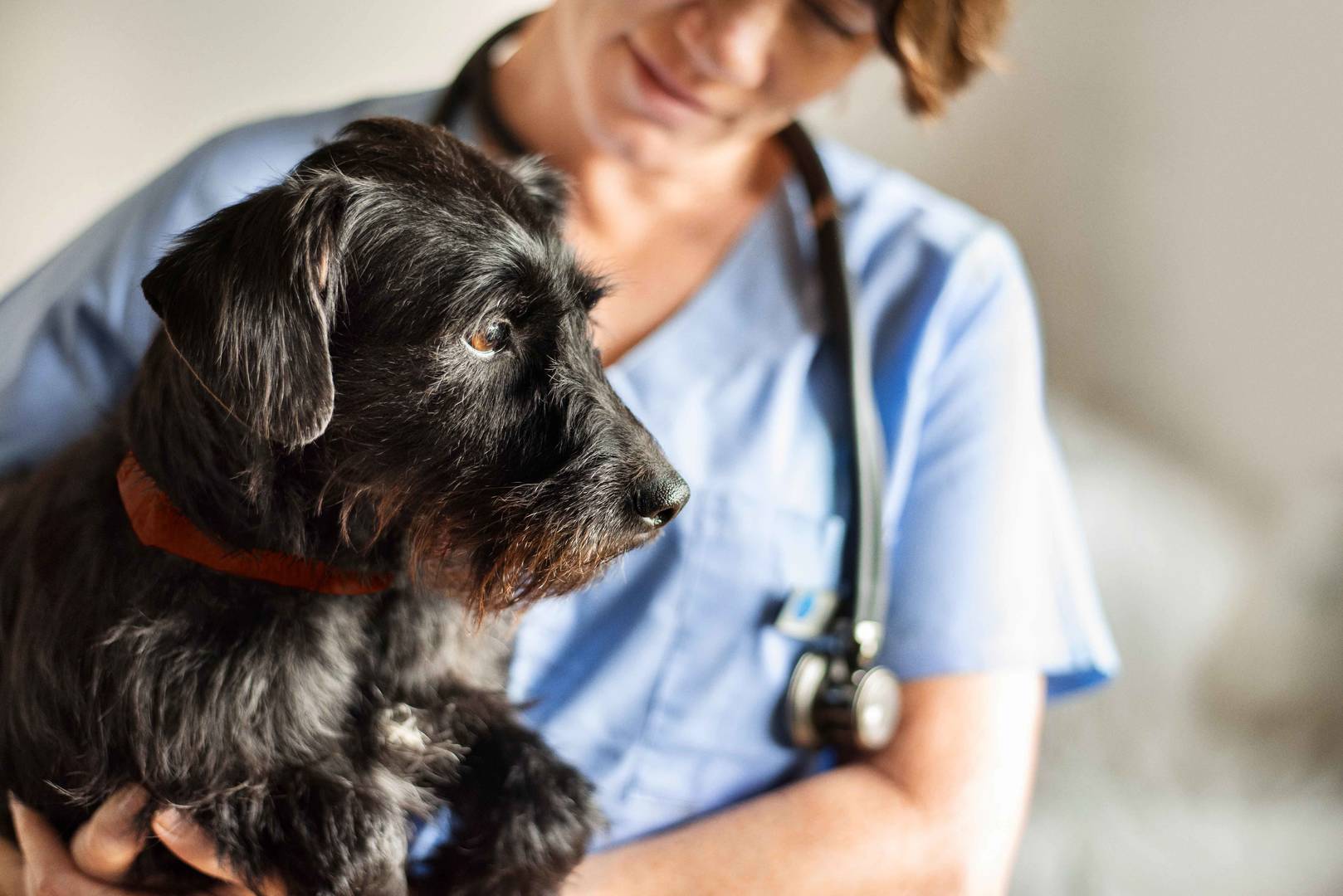 Female veterinarian holding a schnauzer in her arms while standing in her office.