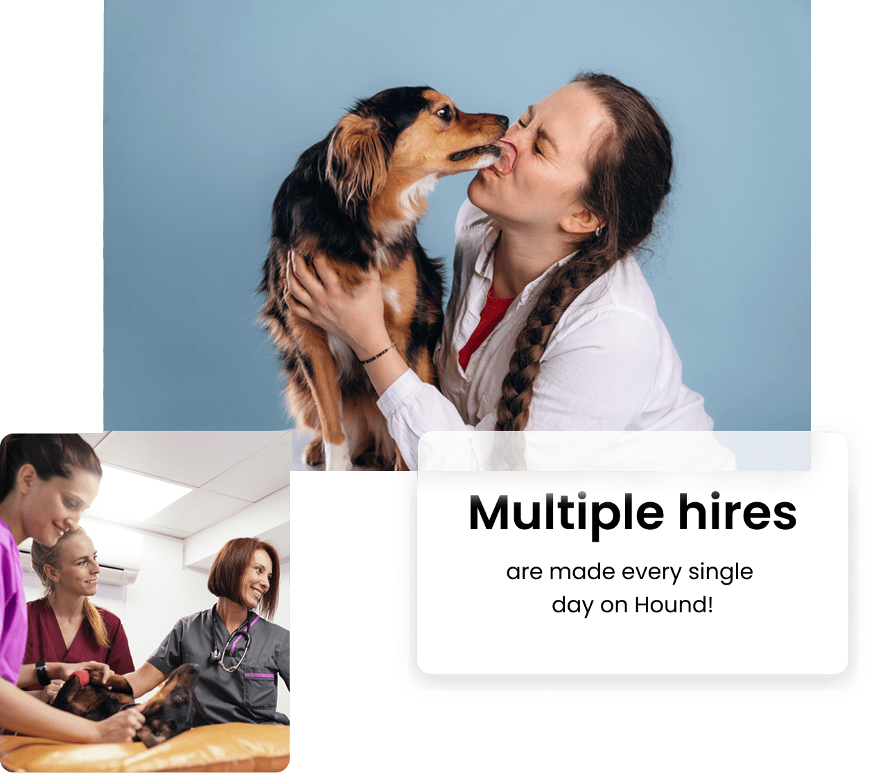 Hound | MWI Animal Health