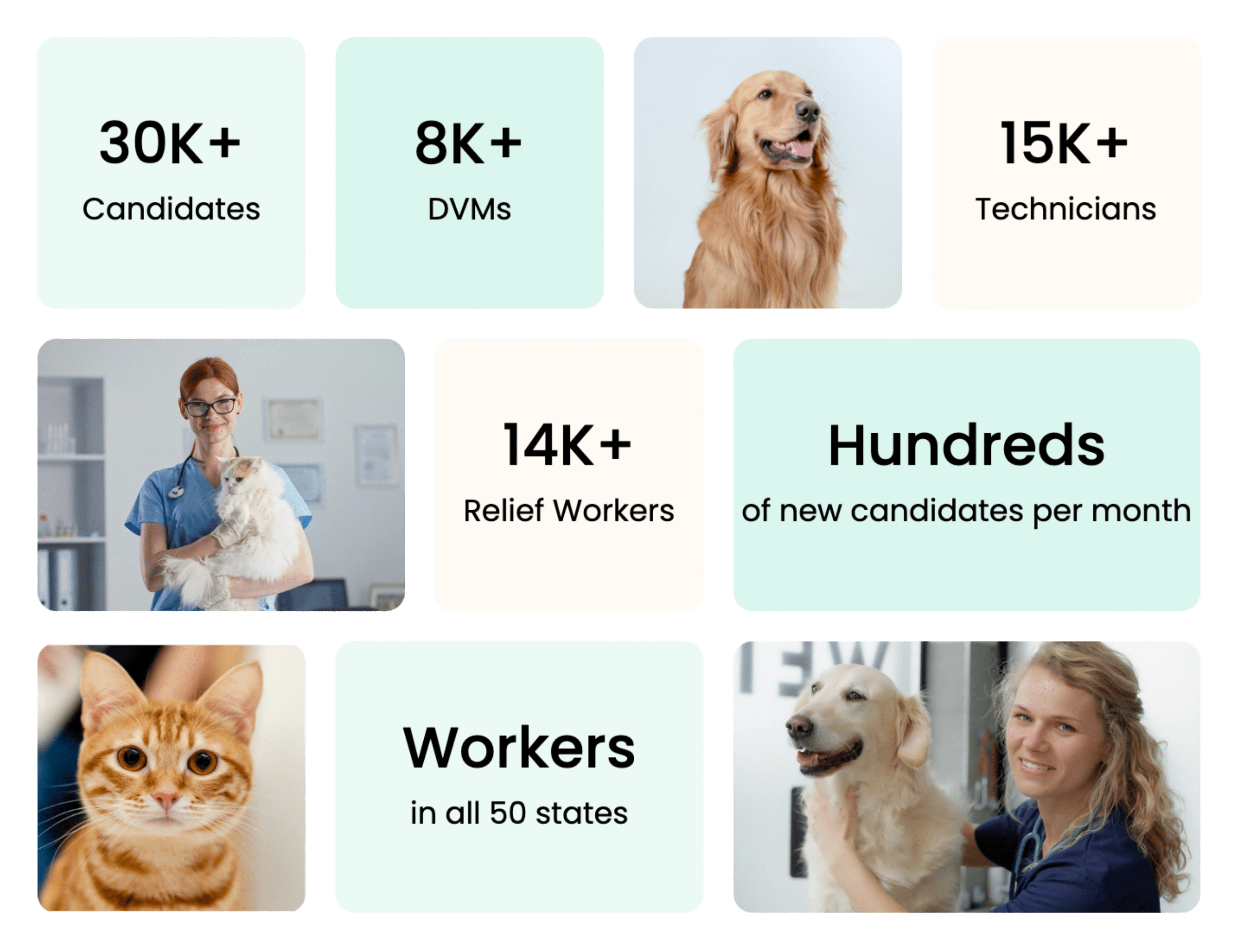 Hound | MWI Animal Health