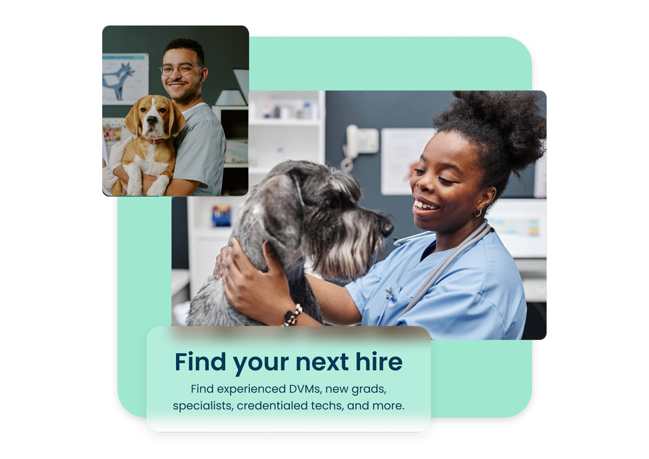 Female and male veterinarians holding beagle and schnauzer dogs