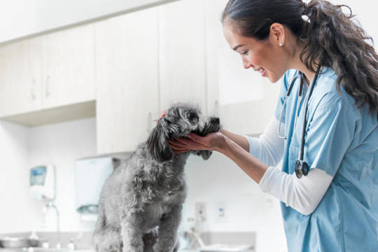 Female veterinarian caring for dog