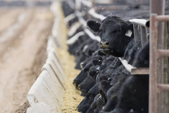 Cattle eating in a feedyard