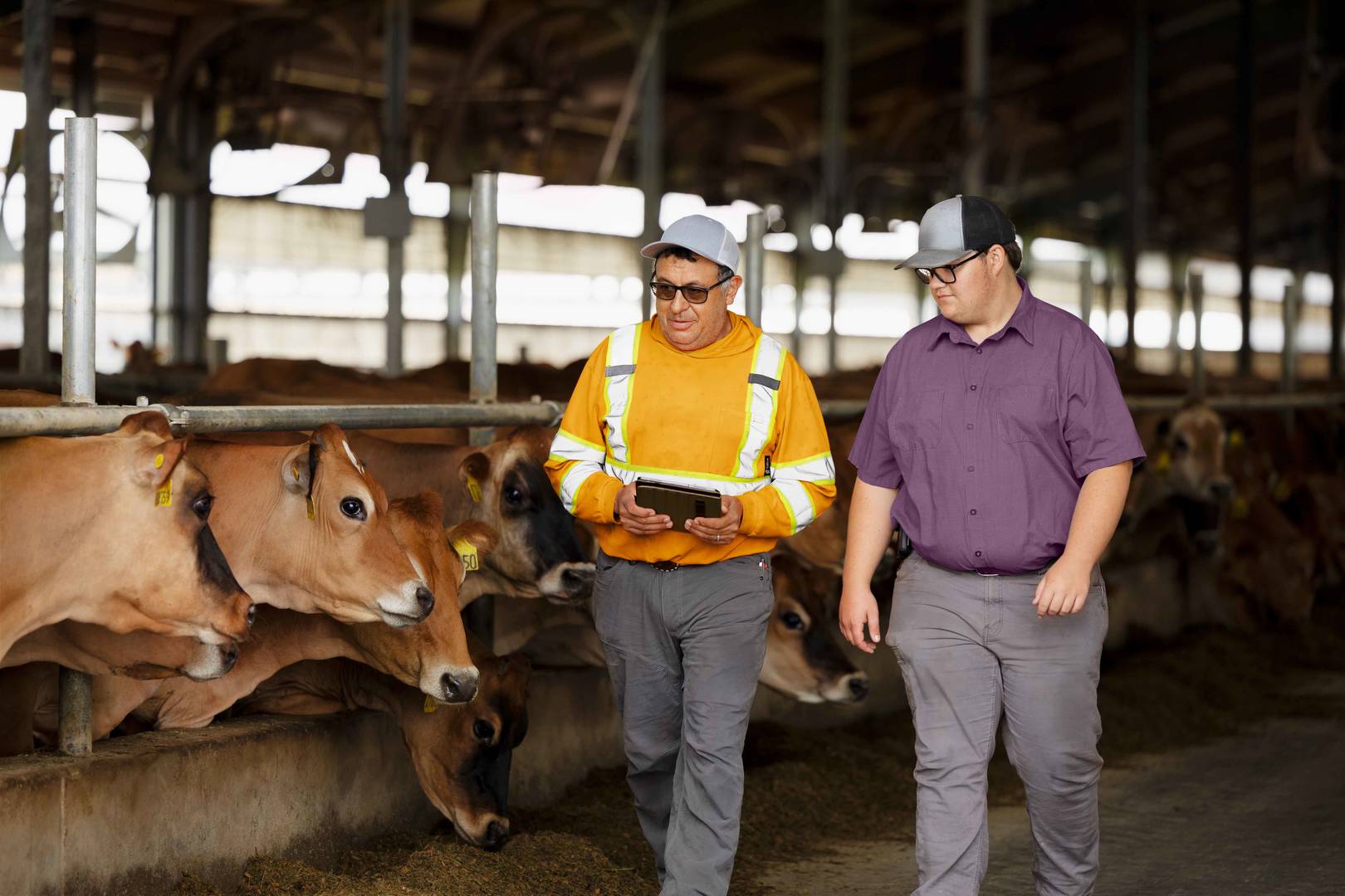two men walking next to cows