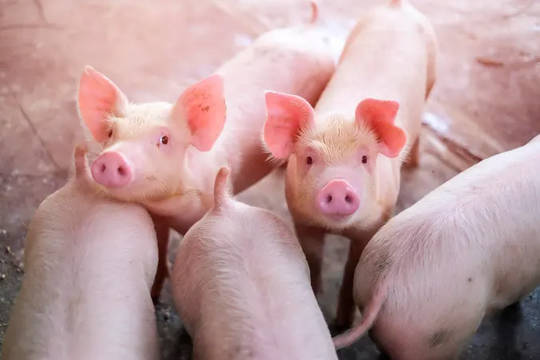 Group of pigs