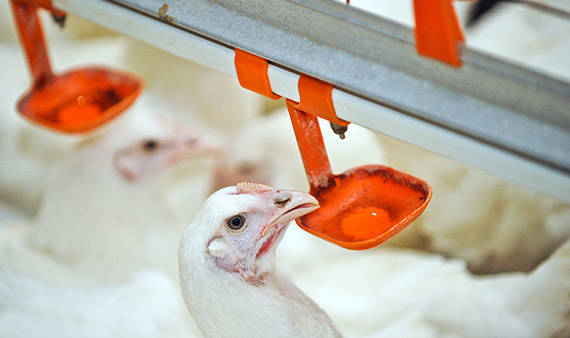 connecting-water-CARD