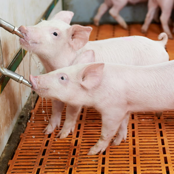 group of young piglet drinking water