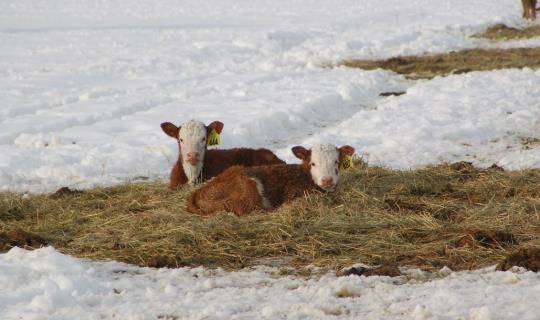 Calves laying in grass surrounded by snow