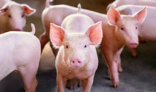 Group of pigs in barn setting Group of pigs in barn setting