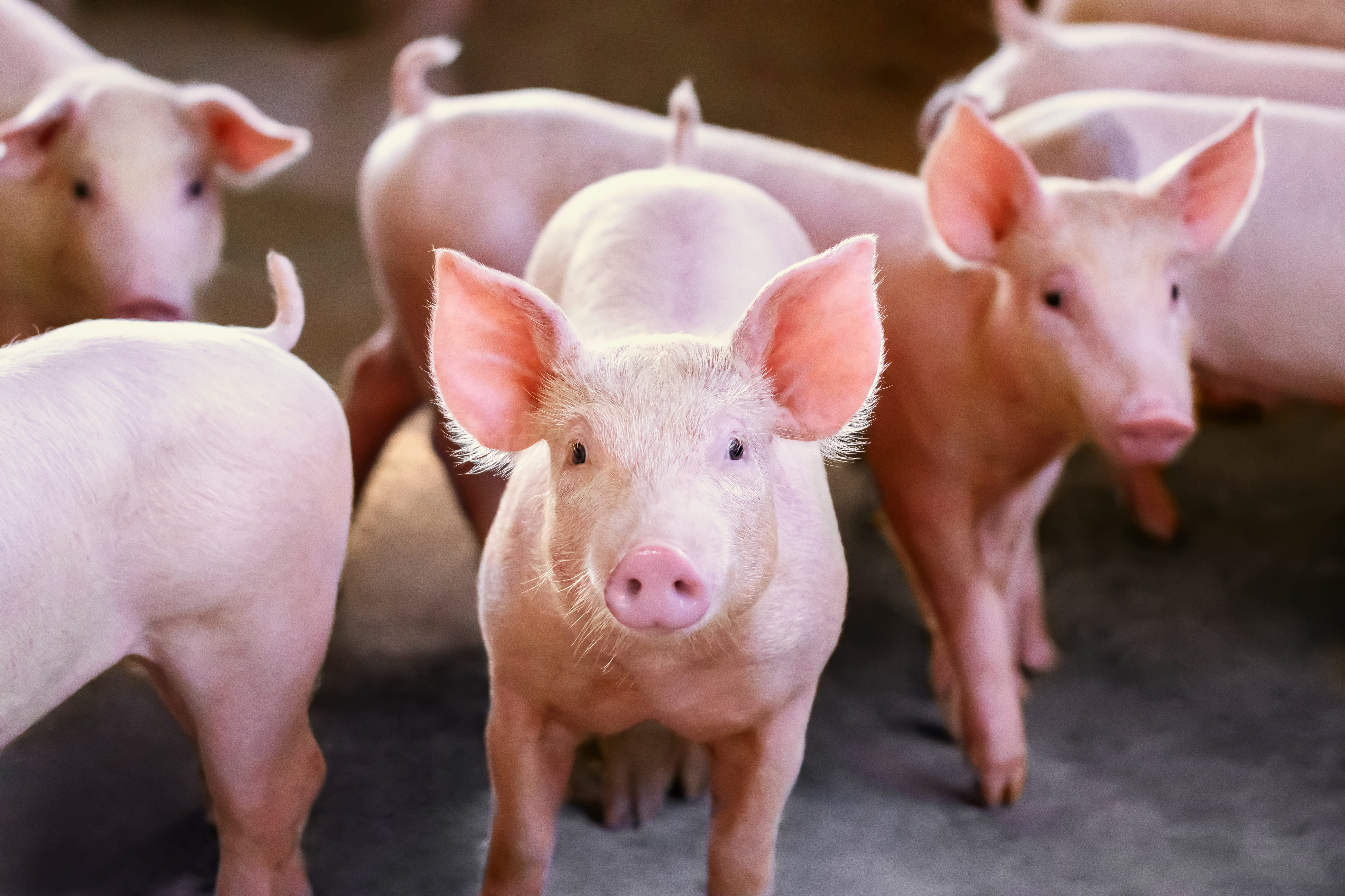 Group of pigs in barn setting