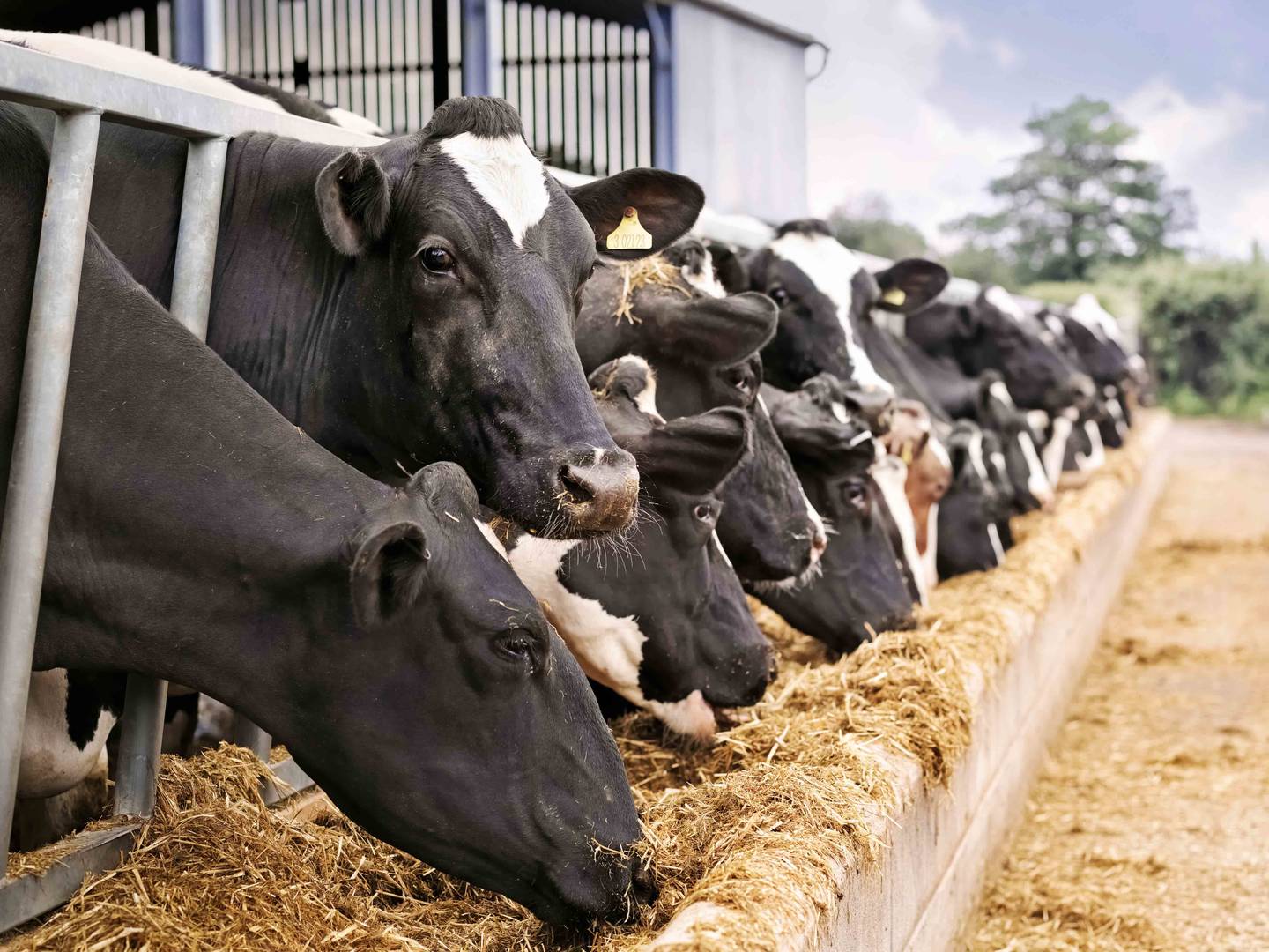 Friesian cows feeding from trough on dairy farm