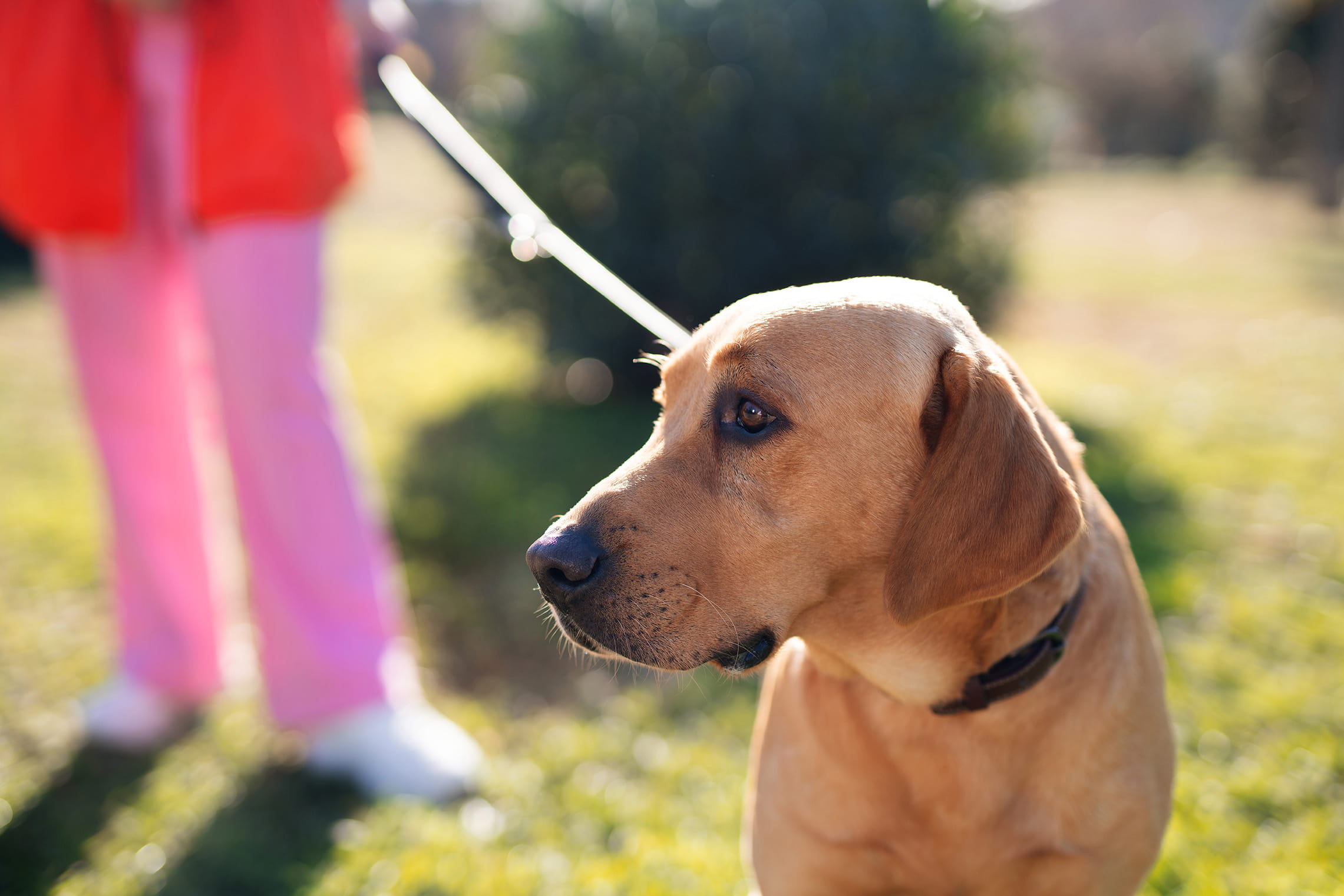person walking dog outside