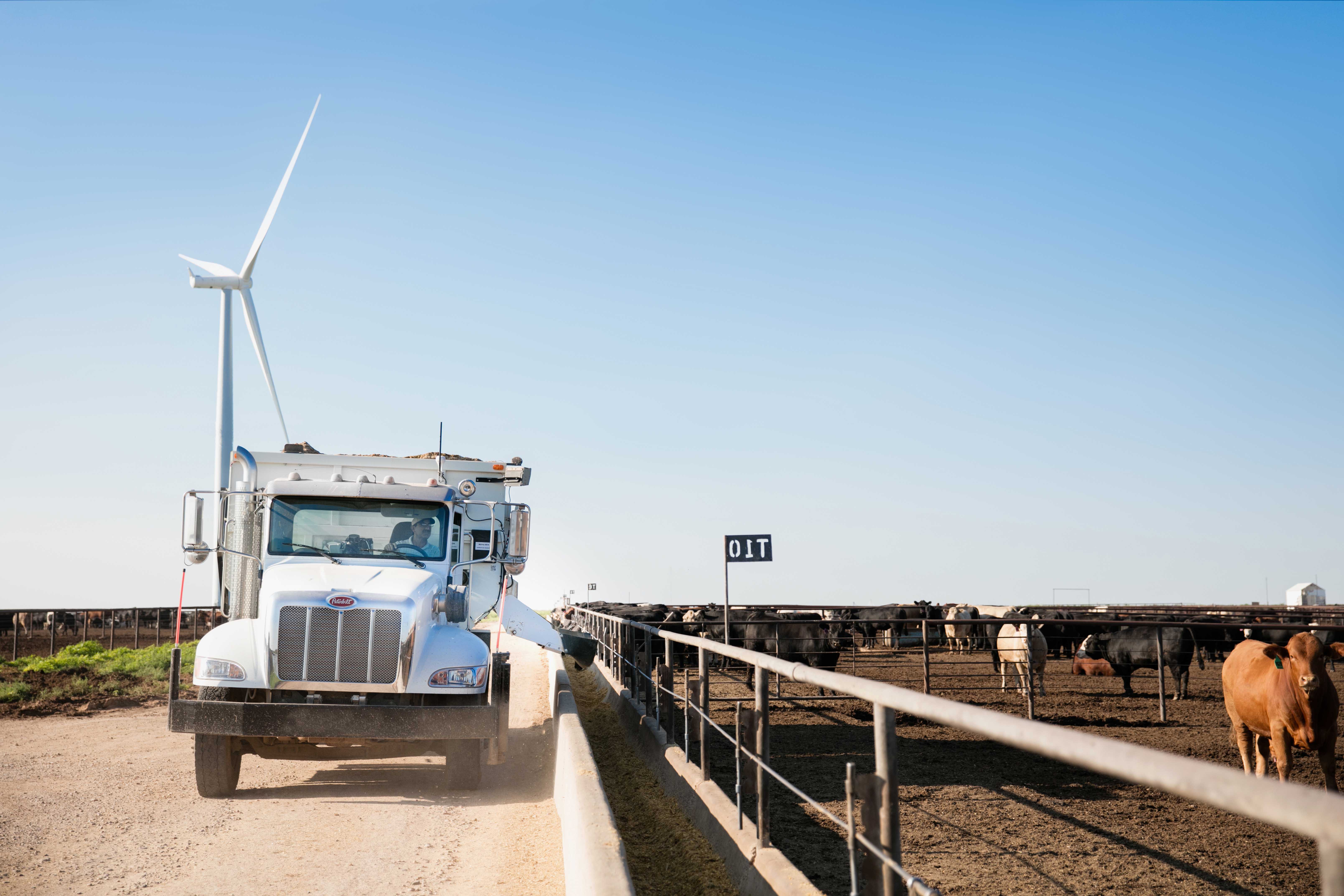 Feed truck driving and dropping feed into trough on cattle farm