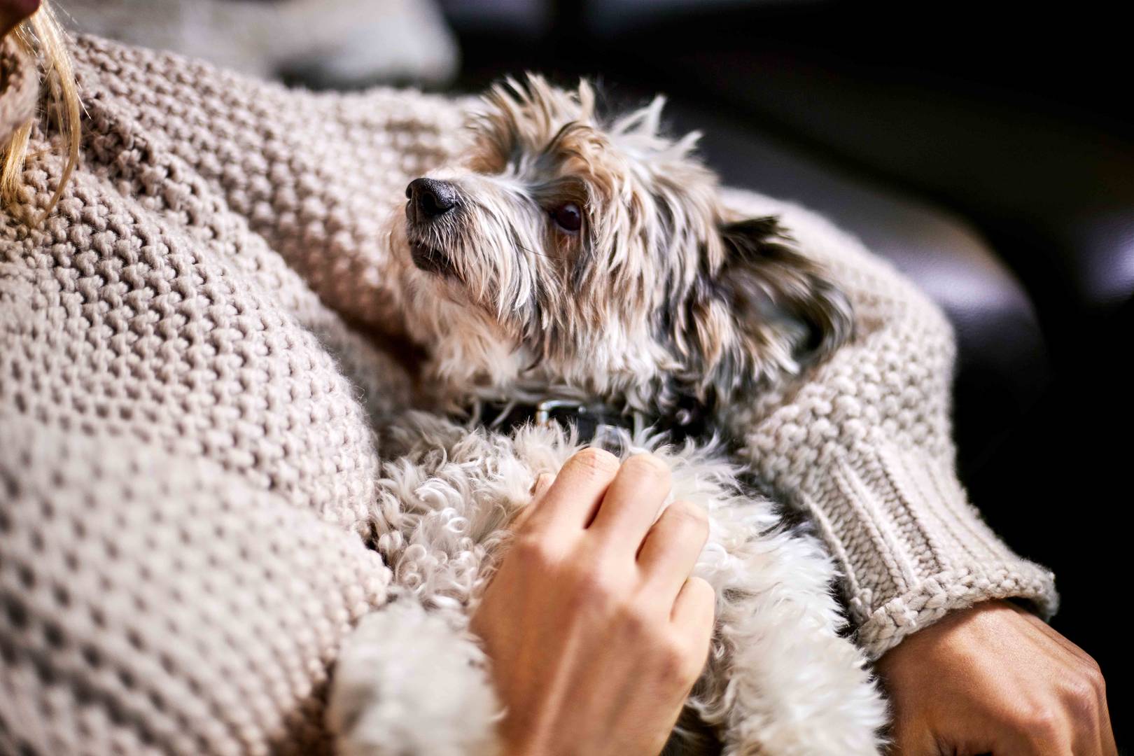 Close-up of woman cuddling with lap dog at home