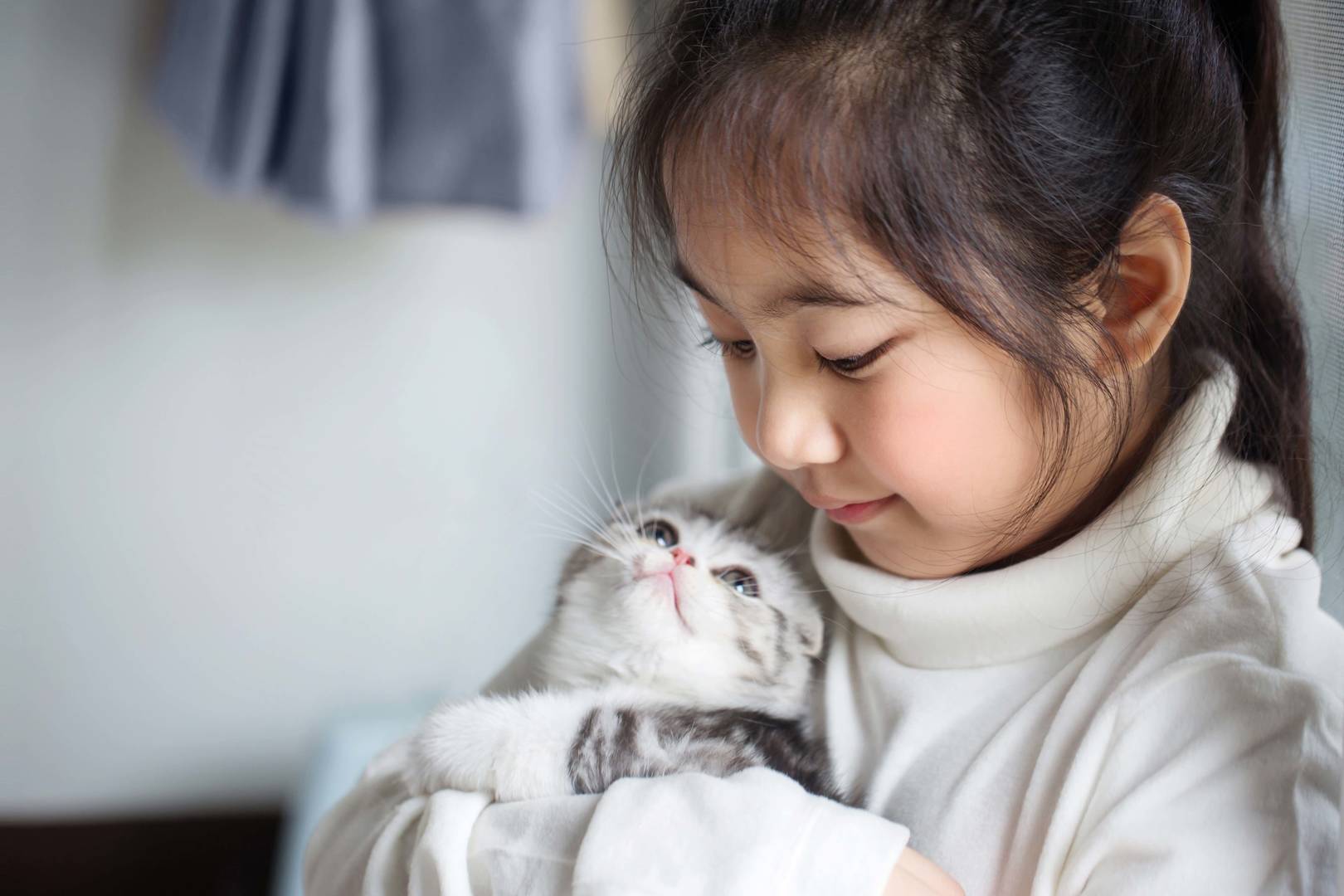 Happy little Asian girl cuddling lovely Scottish fold kitten