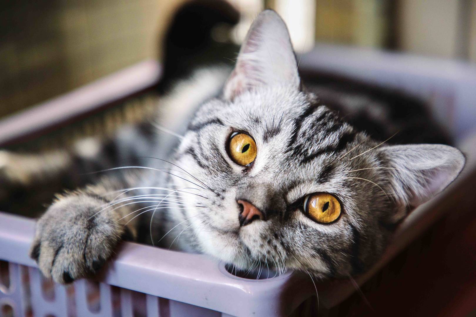 Small American short hair cat laying in a basket