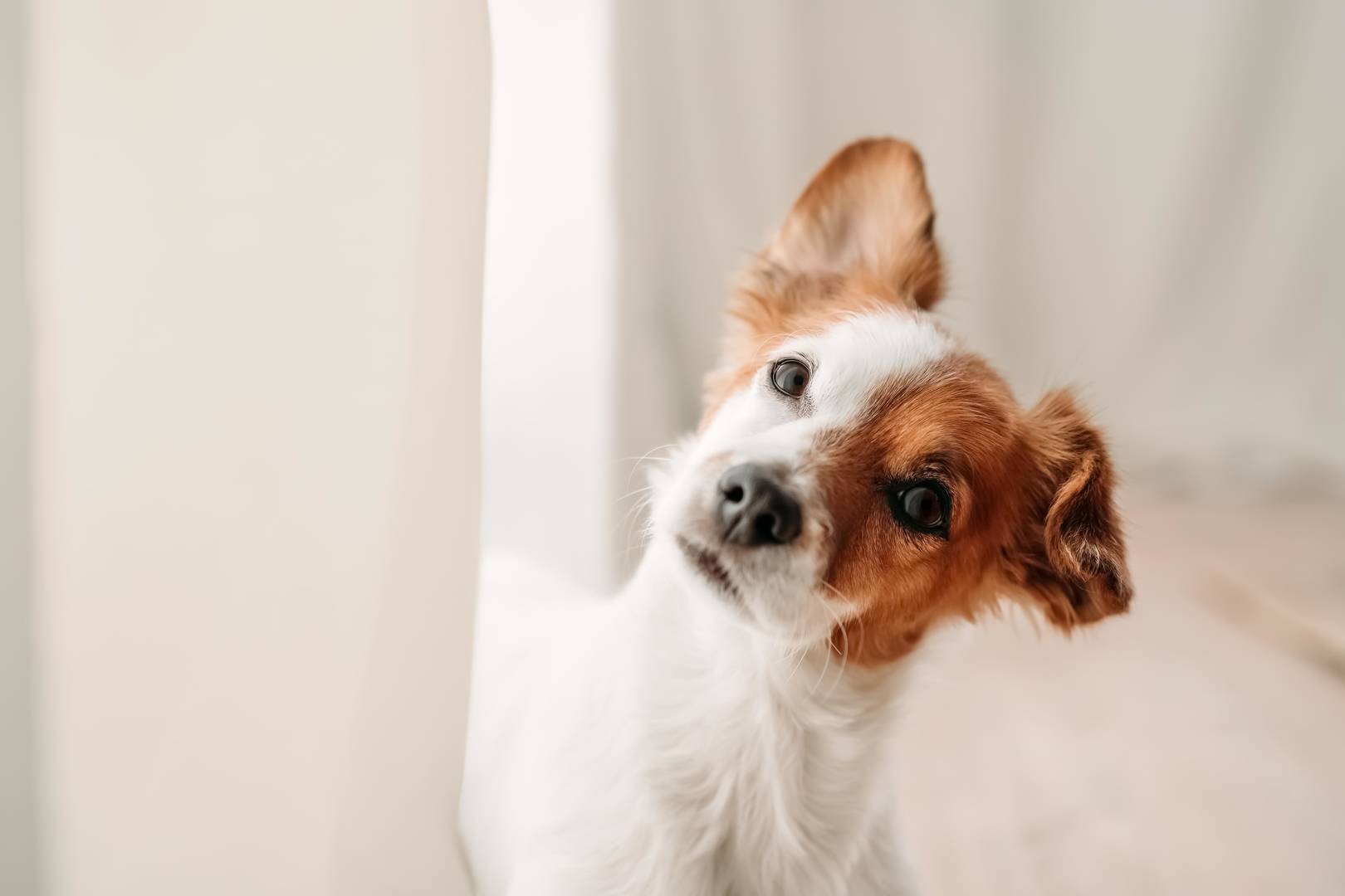 cute jack russell dog standing by window in new home