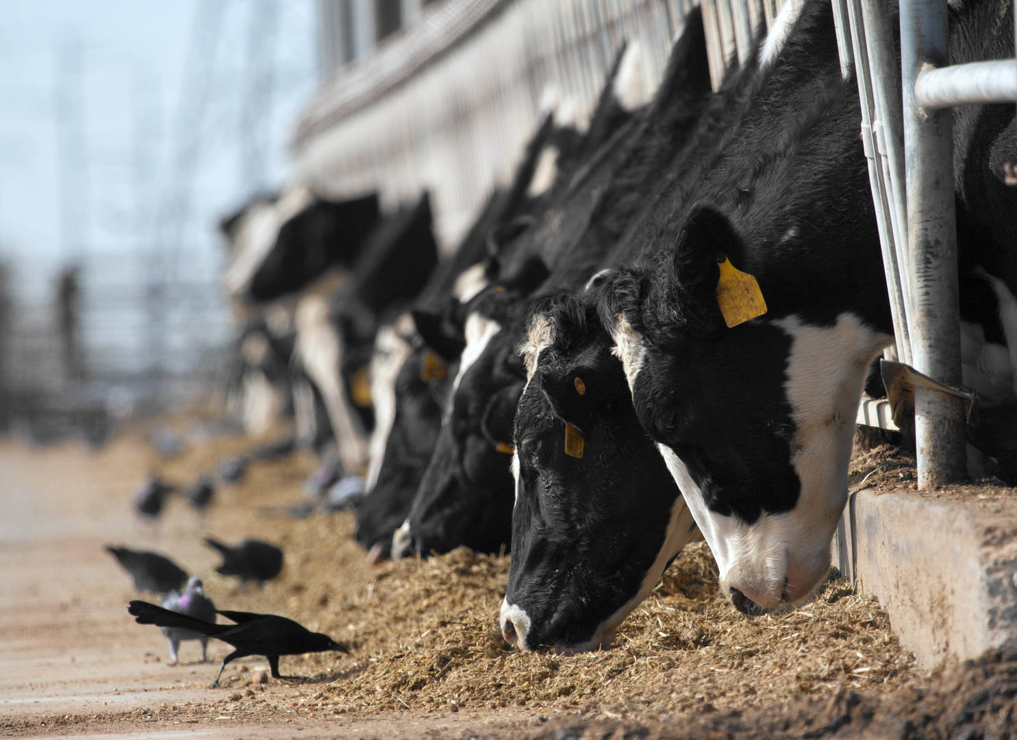 Dairy cows grazing and black birds