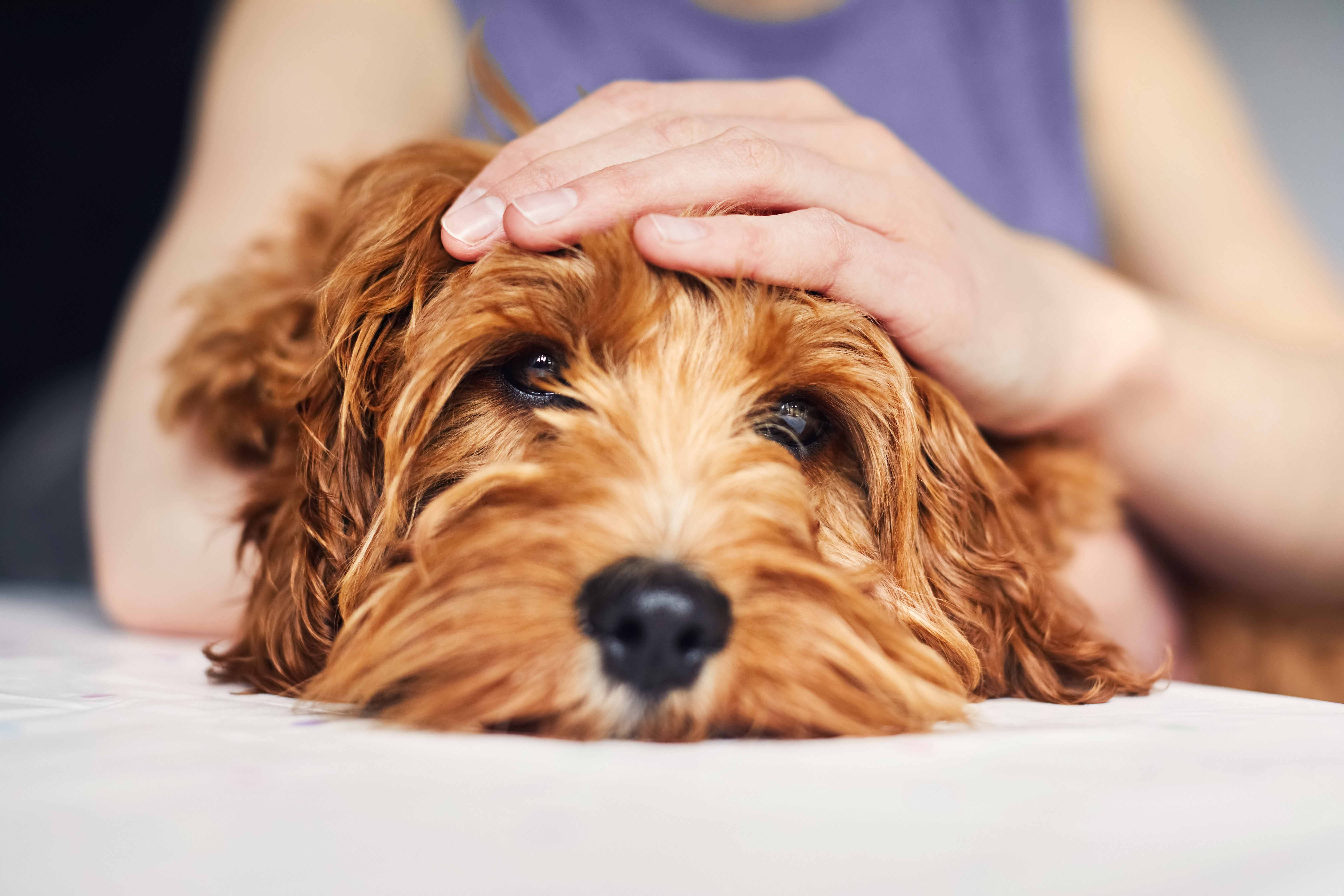 Woman holding her pet puppy dog as he looks at the camera with her hand on his head