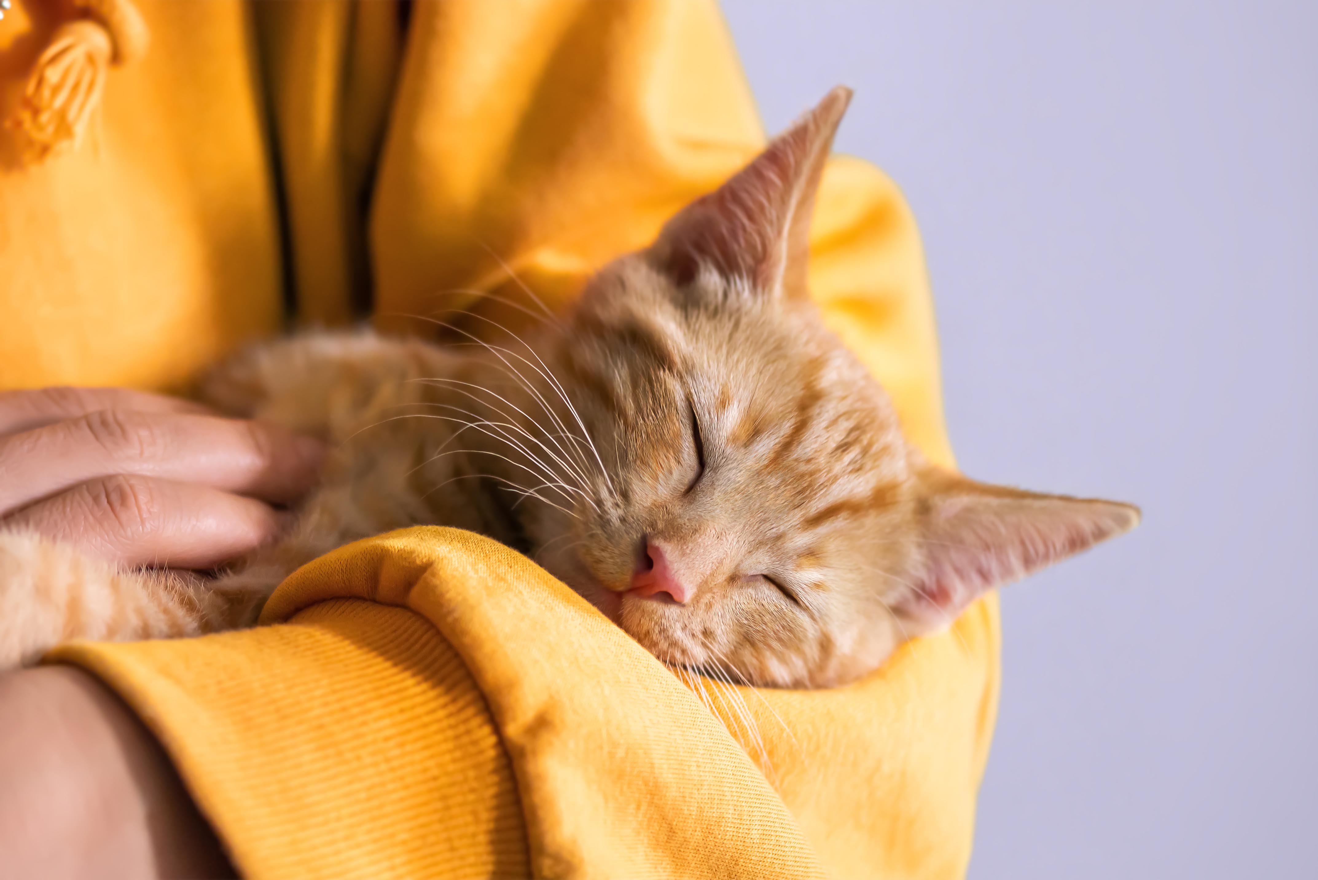 Cute little red kitten lays comfortably on hands of its owner and is sleeping